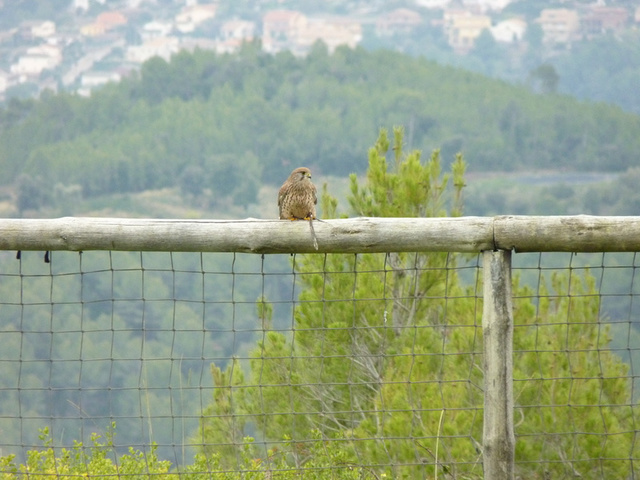 No s'ha trobat l'arxiu